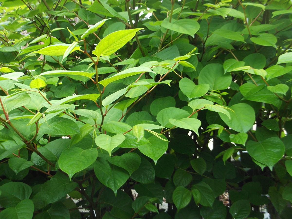 Japanese Knotweed Eradication & Removal | Eco Control Solutions