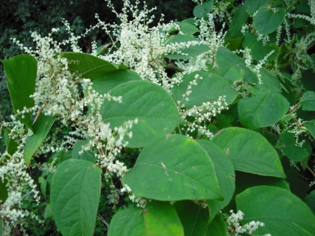 Japanese Knotweed costs company £18,000 in court